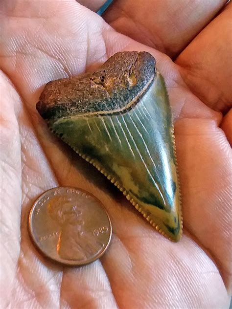 buy south african great white fossil teeth|fossilized shark teeth.